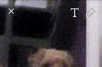 Chien