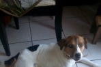 Chien