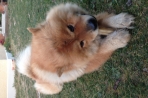 Chien