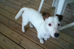 Chien