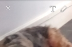 Chien