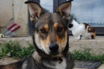 Chien