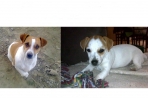 Chien