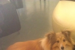 Chien