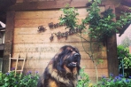 Chien