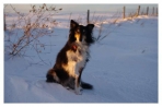Chien