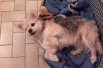 Chien