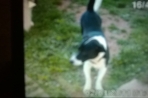 Chien