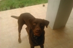 Chien