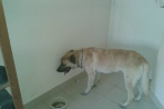 Chien