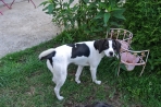 Chien