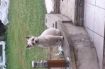Chien