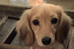 Chien