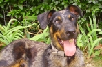 Chien