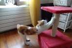 Chien