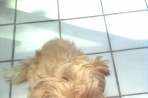 Chien