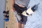 Chien
