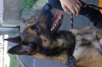 Chien