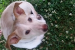 Chien