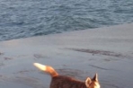 Chien