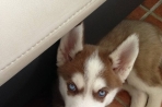 Chien