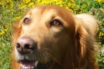 Chien