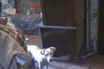 Chien