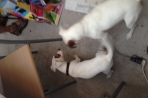 Chien