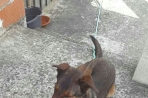 Chien