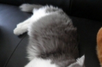 Chien