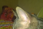 Chien