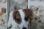 Chien