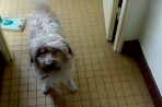Chien