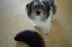 Chien