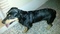 Chien