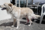 Chien