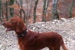 Chien