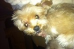 Chien