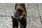 Chien