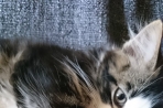 Chien