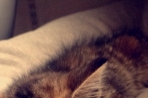 Chien
