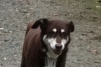 Chien