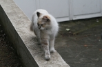 Chien