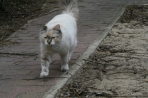 Chien