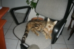 Chien