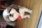 Chien
