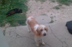 Chien