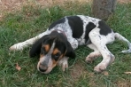 Chien