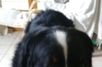 Chien