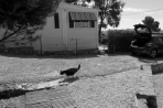 Chien